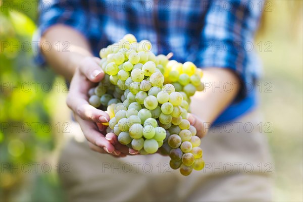 Grapes harvest. Farmer with freshly harvested grapes.