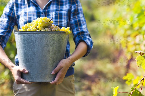 Grapes harvest. Farmer with freshly harvested grapes.