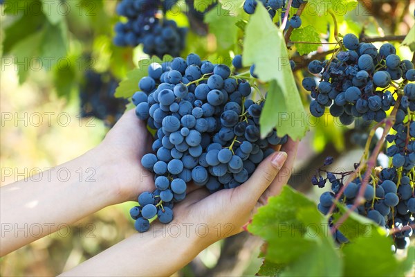 Grapes harvest. Farmer with freshly harvested grapes.