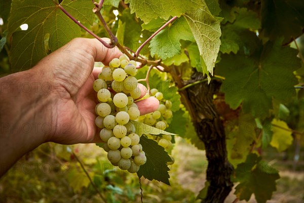 The time of the harvest