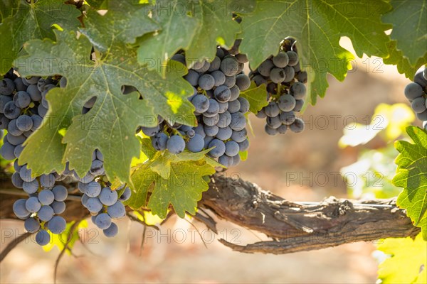 Beautiful Lush Wine Grape Bushels In The Vineyard