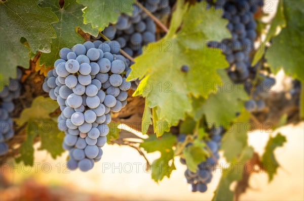 Beautiful Lush Wine Grape Bushels In The Vineyard