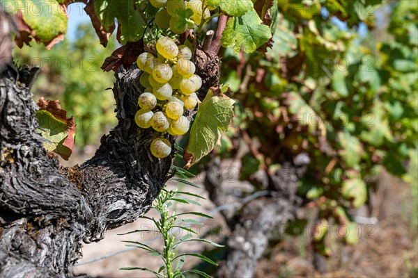 Vineyard mit Sémillon grapes at Château d'Yquem, Sauternes. France