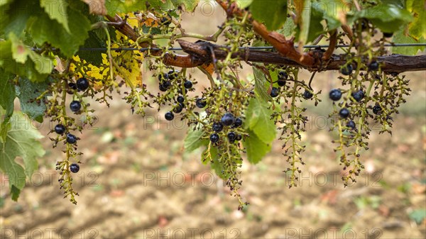 vendanges grapes merlot on Gers France