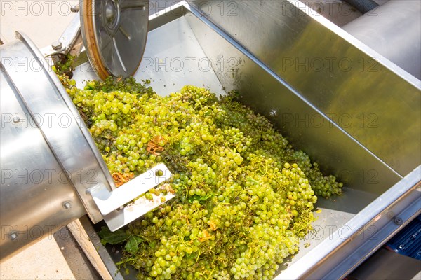 chardonnay corkscrew crusher destemmer in winemaking with grapes