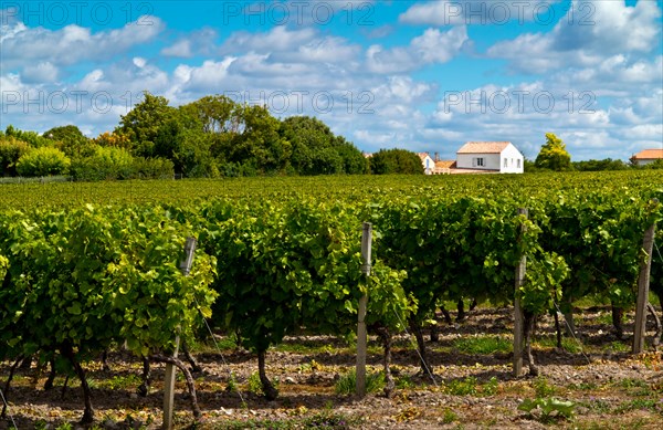 Grapes growing in a vineyard near the village of Talmont Sur Gironde in the Charente-Maritime area of south west France