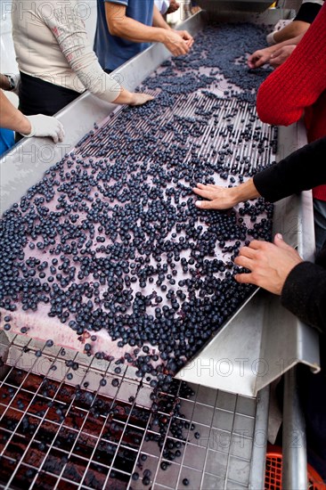 Sorting of the grapes after harvest near Bordeaux, France