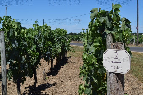 Merlot grape vines in a vineyard in St Emilion, Bordeaux, France