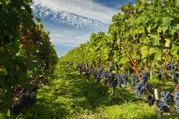 Red black grapes in French vineyard on rows of green vines ready for harvest vendange winemaking in France