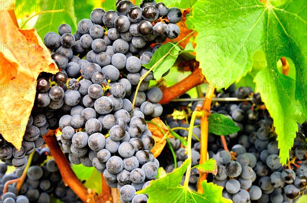 Black grapes on a vine in Southern France at harvest time
