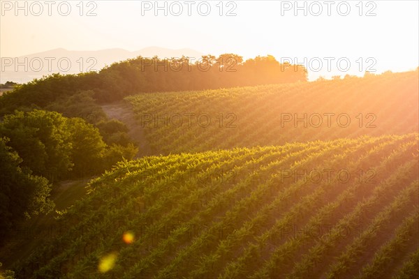 beautiful spring sunset in vineyard europe