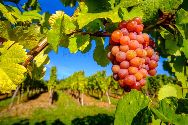 Gewürztraminer grapes, ripe for the grape harvest in the vineyards surrounding the historical village