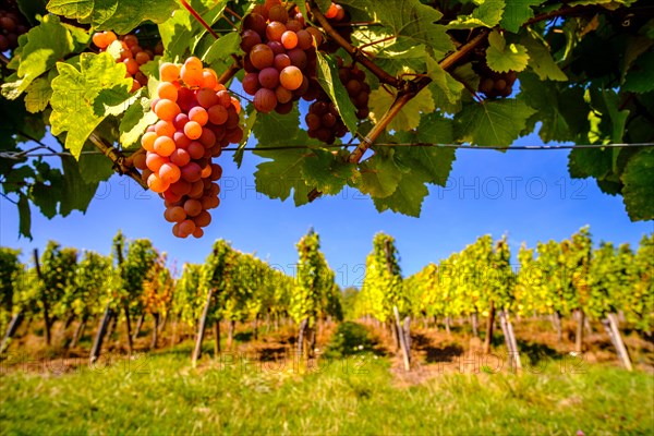 Gewürztraminer grapes, ripe for the grape harvest in the vineyards surrounding the historical village