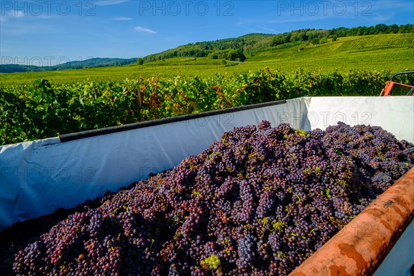 Gewürztraminer grapes, collected in a container, at the grape harvest in the vineyards surrounding the historical village