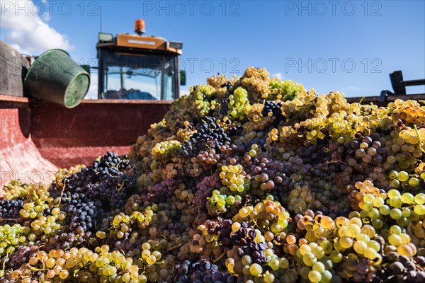 Pile of harvested grapes in a truck container on a sunny day