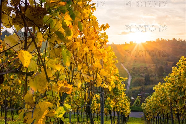 Sunrise Vineyard Early Morning Winery Fields Landscape Nature Outdoors Nature European Beautiful
