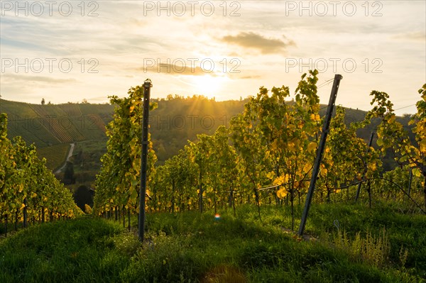 Sunrise Vineyard Early Morning Winery Fields Landscape Nature Outdoors Nature European Beautiful