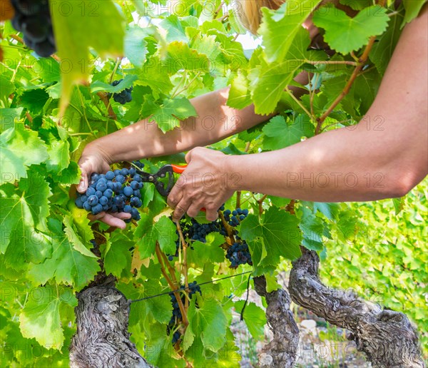 Grape Picking Rhone, France