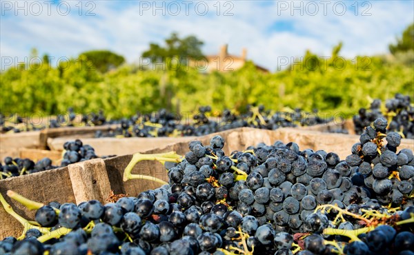 Grape Harvest - Rhone Valley, France