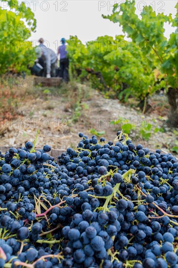 Picked grapes with wine pickers (Unrecognisable) in the background