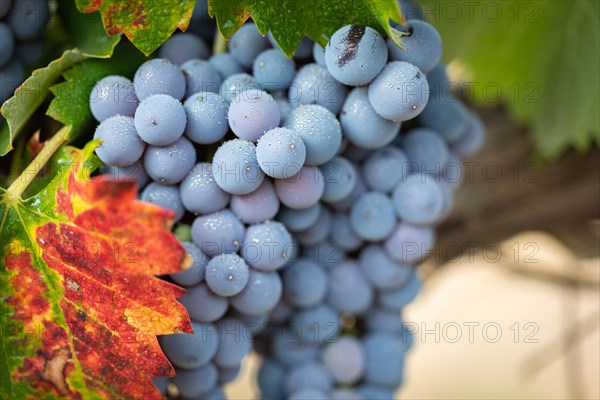 Vineyard with Lush, Ripe Wine Grapes on the Vine Ready for Harvest.