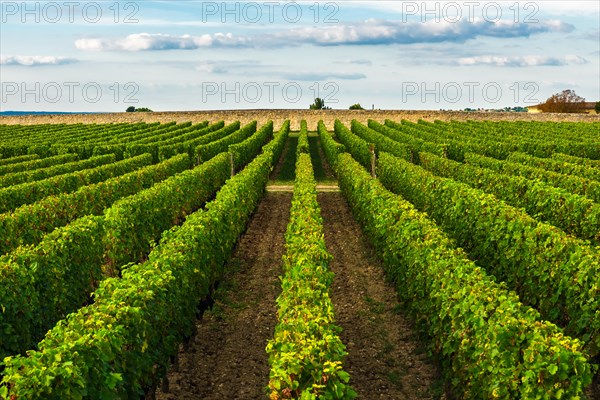 beautiful vineyard in Bordeaux, France in sunny day. travel destination