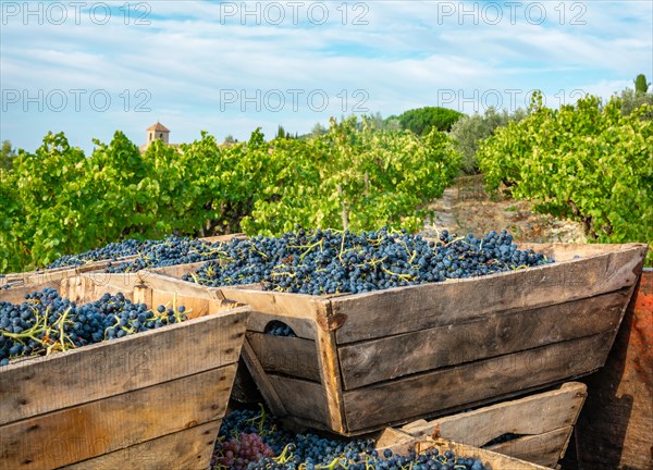 Grapes in boxes during harvest, Rhone Valley, France