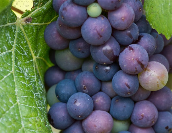 Bunch of grapes on the vine in vineyards around Riquewihr, France