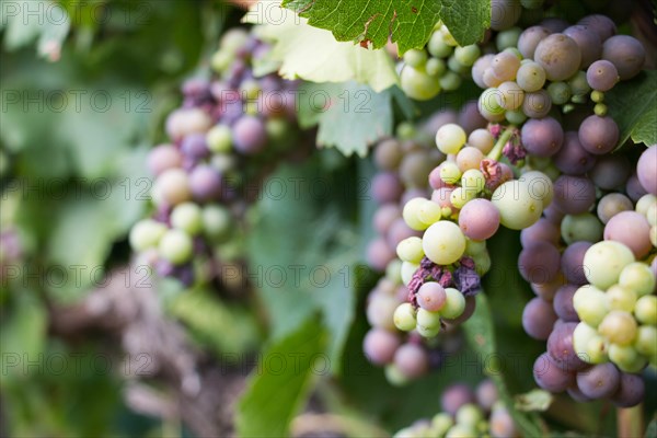 Bunch of grapes on the vine in vineyards around Riquewihr, France