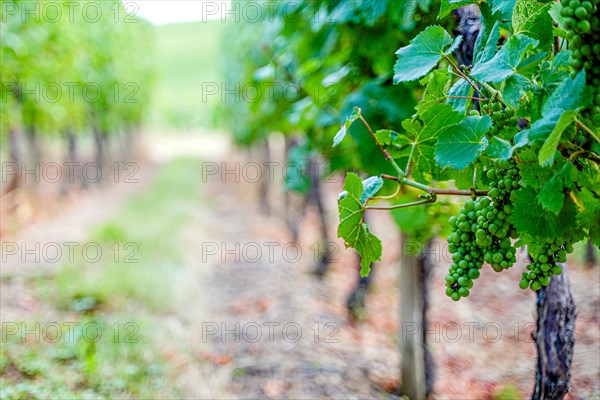 White wine grapes on vine yard in alsace, france