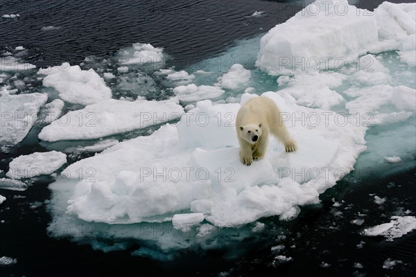 Subadult male Polar Bear [Ursus maritimus] standing on ice floe, looking up towards camera, Spitzbergen, Svalbard, Arctic Norway