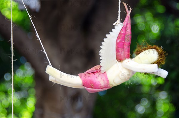 Flying angel carved from radishes, Noche de Rabanos festival, Oaxaca, Mexico.