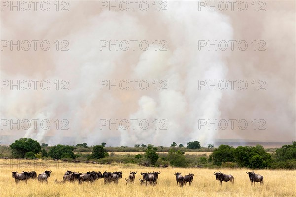 blue wildebeest, brindled gnu, white-bearded wildebeest (Connochaetes taurinus), herd in front of a fire in savannah, Kenya, Masai Mara National Park