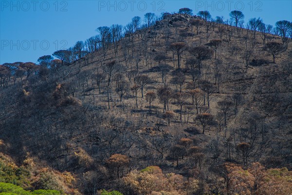 France Forest Fires 2017