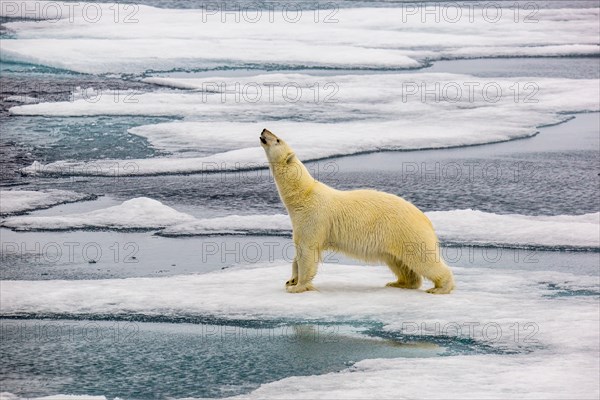 A Polar Bear (Ursus maritimus) hunting seals on rotten sea ice off the north coast of Spitsbergen, Svalbard only 500 miles from the North Pole. Climat