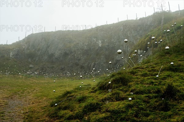 Horizons arts and Natures in Sancy 2021. QI Flowers work by Christian Delecluse and Perrine Villemur, Puy de Dome, Auvergne Rhone Alpes, France