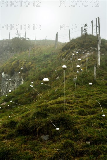 Horizons arts and Natures in Sancy 2021. QI Flowers work by Christian Delecluse and Perrine Villemur, Puy de Dome, Auvergne Rhone Alpes, France