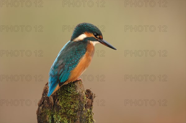 European kingfisher  Alcedo atthis on mossy post looking for prey