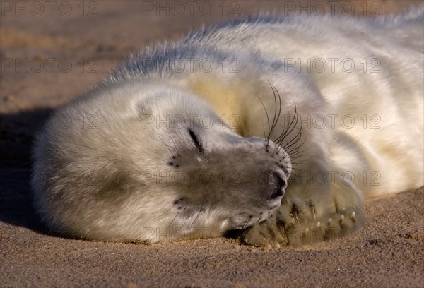 Grey seal pup, (Halichoerus grypus) on the beach