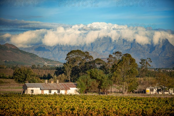 Vinewards near Cape Town.The Rovos Rail luxury train travelling between Cape Town and Pretoria in South Africa Pride of Africa beautifully rebuilt C