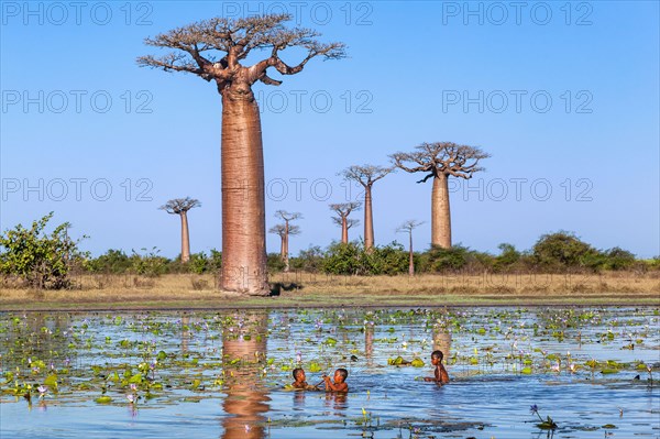 African children swim in lake near baobab alley . Morondava Madagascar