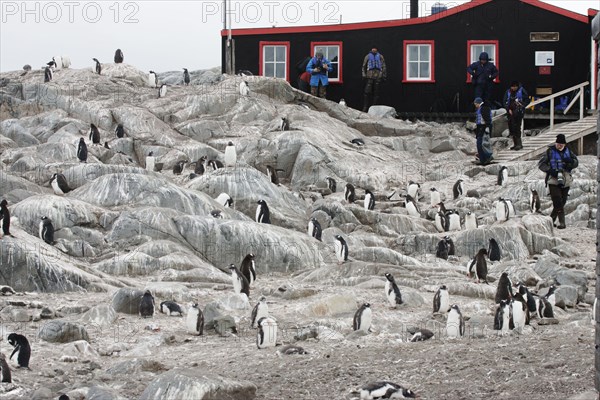 Gentoo Penguin ColonyPygoscelis papuaPort LockeroyAntarctic PenninsularBI007781