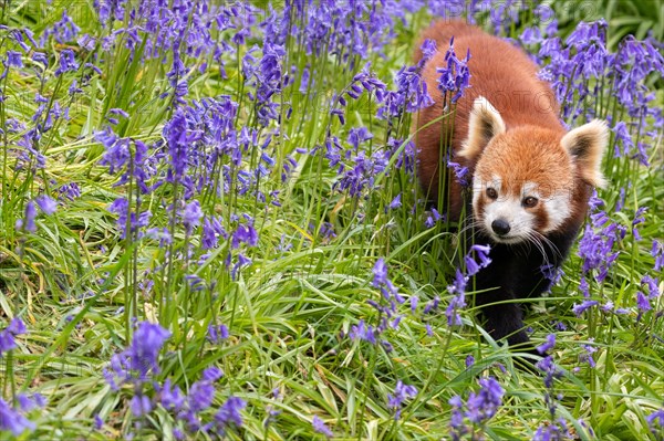 Red panda