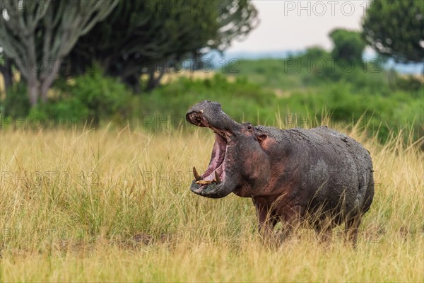 Hippopotamus - Hippopotamus amphibius, popular large mammal from African rivers and lakes, Queen Elizabeth National Park, Uganda.