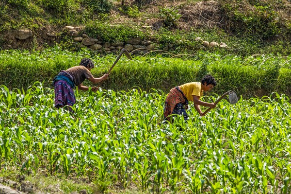 Two women hoe weeds in a corn field near Punakha, Butan.