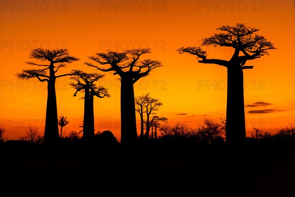 Sunset at Avenue of the Baobabs in Morondava, Madagascar, Africa