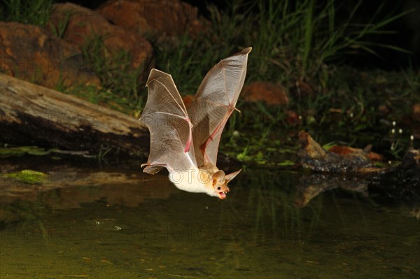 Pallid Bat