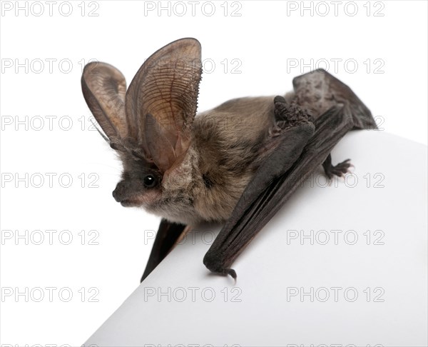 Grey long-eared bat, Plecotus astriacus, in front of white background, studio shot