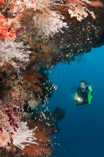 Scuba Diver at Coral Reef, Raja Ampat, West Papua, Indonesia