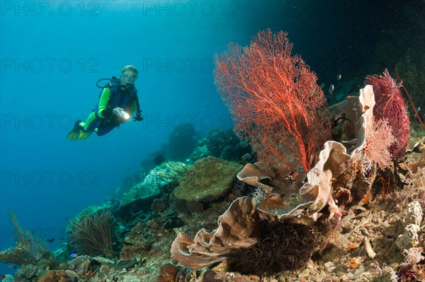 Scuba Diver at Coral Reef, Raja Ampat, West Papua, Indonesia